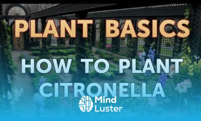 How to Plant Citronella