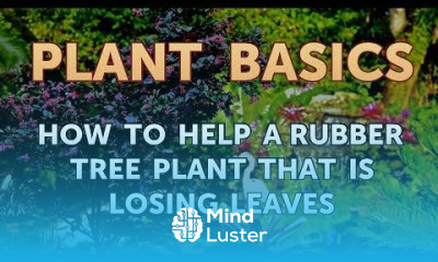 How to Help a Rubber Tree Plant That Is Losing Leaves