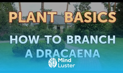 How to Branch a Dracaena