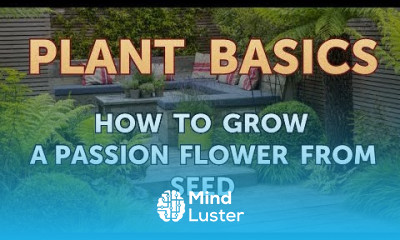 How to Grow a Passion Flower From Seed