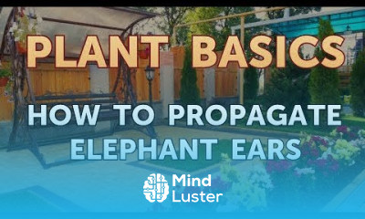 How to Propagate Elephant Ears