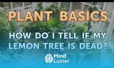 How Do I Tell If My Lemon Tree Is Dead