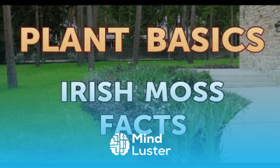 Irish Moss Facts
