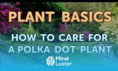 How to Care for a Polka Dot Plant