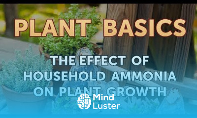 The Effect of Household Ammonia on Plant Growth