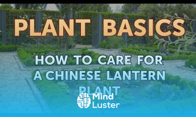 How to Care for a Chinese Lantern Plant