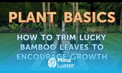 How to Trim Lucky Bamboo Leaves to Encourage Growth