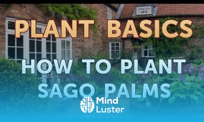 How to Plant Sago Palms
