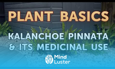 Kalanchoe Pinnata Its Medicinal Use