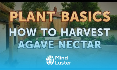 How to Harvest Agave Nectar