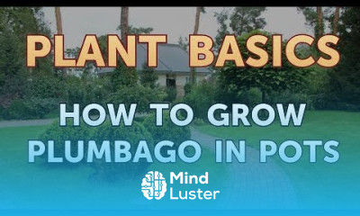 How to Grow Plumbago in Pots