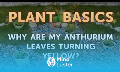 Why Are My Anthurium Leaves Turning Yellow