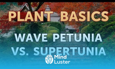 Wave Petunia vs Supertunia