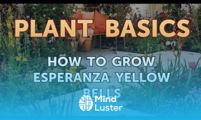 How to Grow Esperanza Yellow Bells