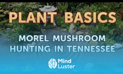Morel Mushroom Hunting in Tennessee
