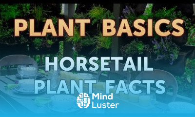 Horsetail Plant Facts