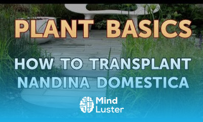 How to Transplant Nandina Domestica