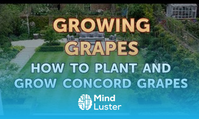 How to Plant and Grow Concord Grapes