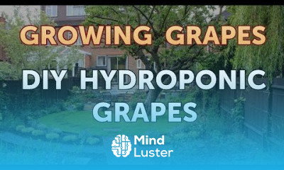 DIY Hydroponic Grapes
