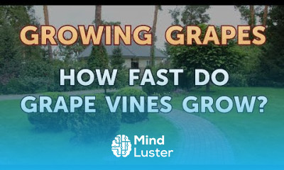 How Fast Do Grape Vines Grow