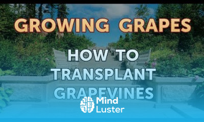 How to Transplant Grapevines