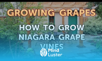 How to Grow Niagara Grape Vines