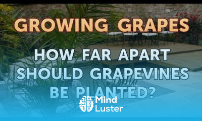 How Far Apart Should Grapevines Be Planted
