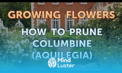 How to Prune Columbine Aquilegia