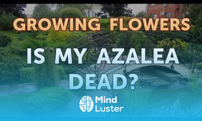 Is My Azalea Dead