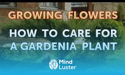 How to Care for a Gardenia Plant