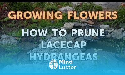 How to Prune Lacecap Hydrangeas