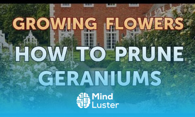 How to Prune Geraniums