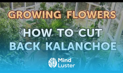 How to Cut Back Kalanchoe