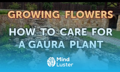 How to Care for a Gaura Plant