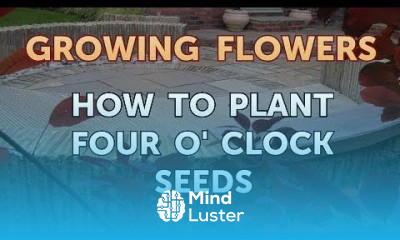 How to Plant Four O Clock Seeds