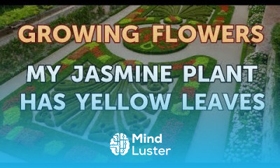 My Jasmine Plant Has Yellow Leaves