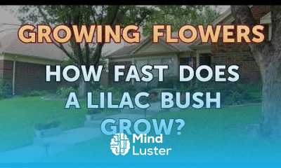 How Fast Does a Lilac Bush Grow