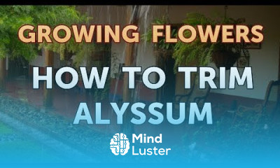 How to Trim Alyssum