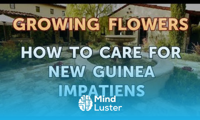 How to Care for New Guinea Impatiens