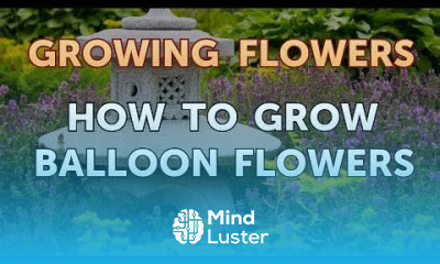 How to Grow Balloon Flowers