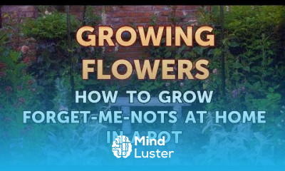 How to Grow Forget Me Nots at Home in a Pot