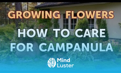 How to Care for Campanula