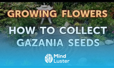 How to Collect Gazania Seeds