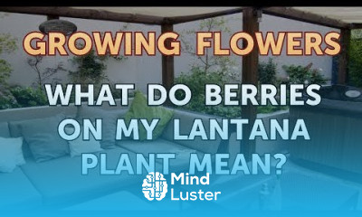 What Do Berries on My Lantana Plant Mean