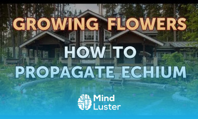 How to Propagate Echium