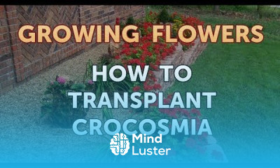 How to Transplant Crocosmia