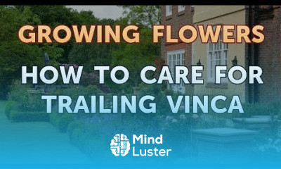 How to Care for Trailing Vinca
