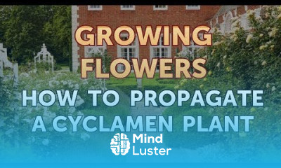 How to Propagate a Cyclamen Plant