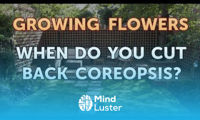 When Do You Cut Back Coreopsis