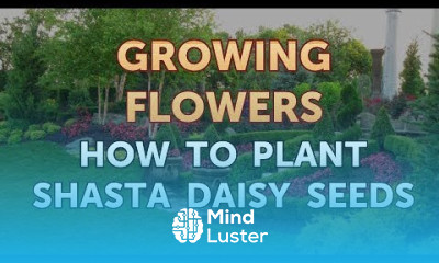 How to Plant Shasta Daisy Seeds